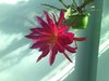 epiphyllum Raspberry Ribbon